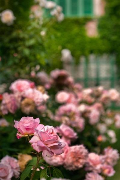 Roses en fleurs