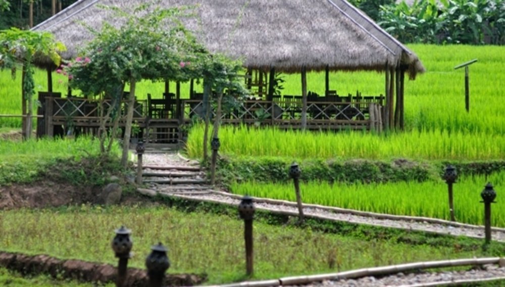 Salle de restaurant ceinturée de rizières, Kamu Lodge, Laos
