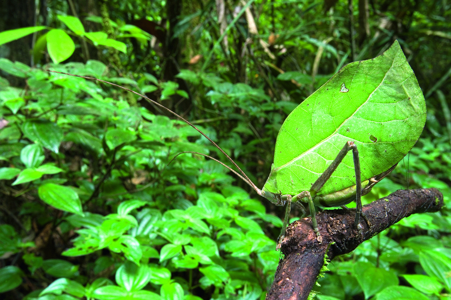 Sauterelle katydide (Typophyllum erosum) imitant l’aspect d’une feuille, Guyana. Inactifs et quasi invisibles le jour, les katydides sont des insectes nocturnes passés maître dans l’art du camouflage.