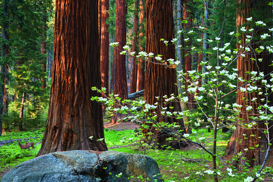 Séquoias géants, Californie, États-Unis. Pouvant mesurer près de 80 m de haut, les séquoias géants sont les arbres les plus volumineux au monde. 
