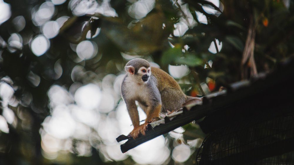Singe Equateur