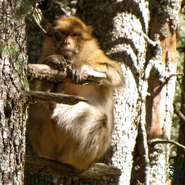 Singe magot - Le Haut et le Moyen-Atlas marocain avec l'association Rencontres d'Aït Aïssa