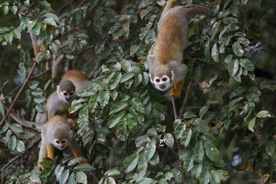 Singes curieux Amazonie