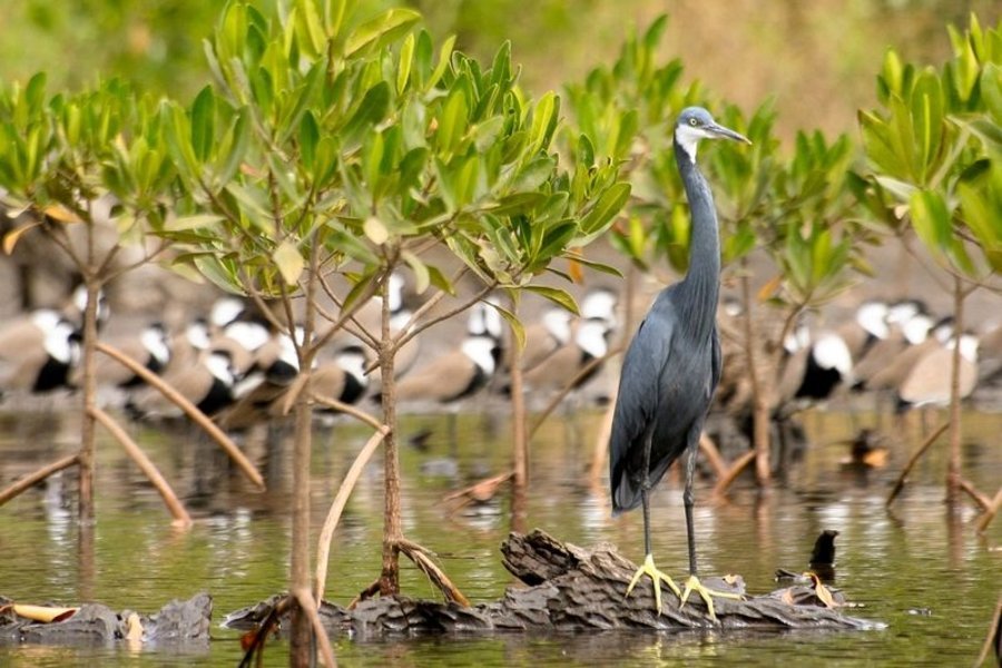 Sortie en kayak dans la mangrove - Campement du Niombato - Siné Saloum, Sénégal