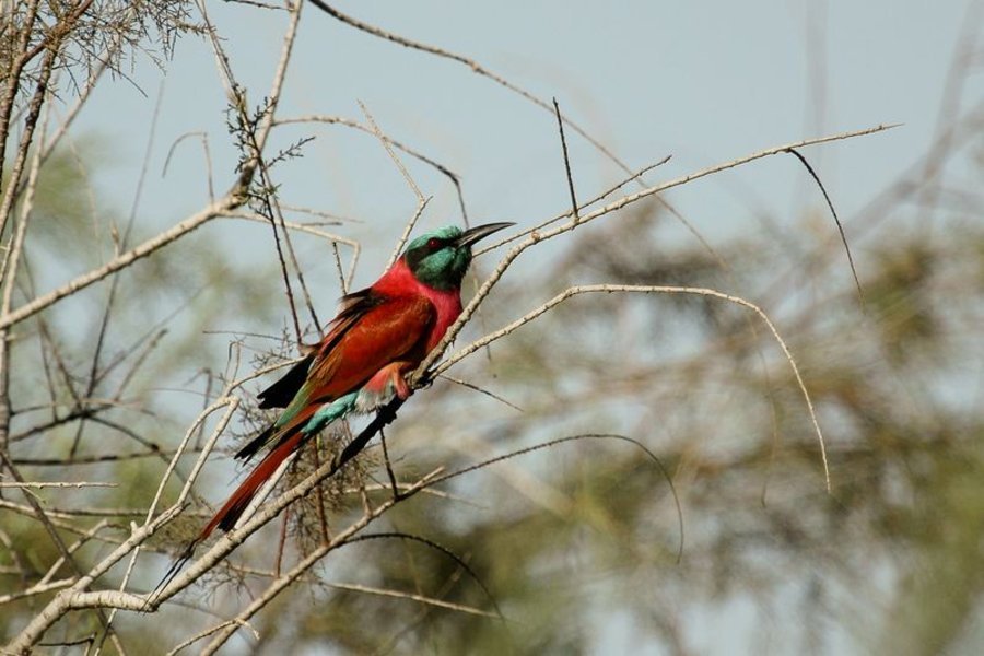 Sortie ornithologique - Dans le delta du Siné Saloum - Sénégal