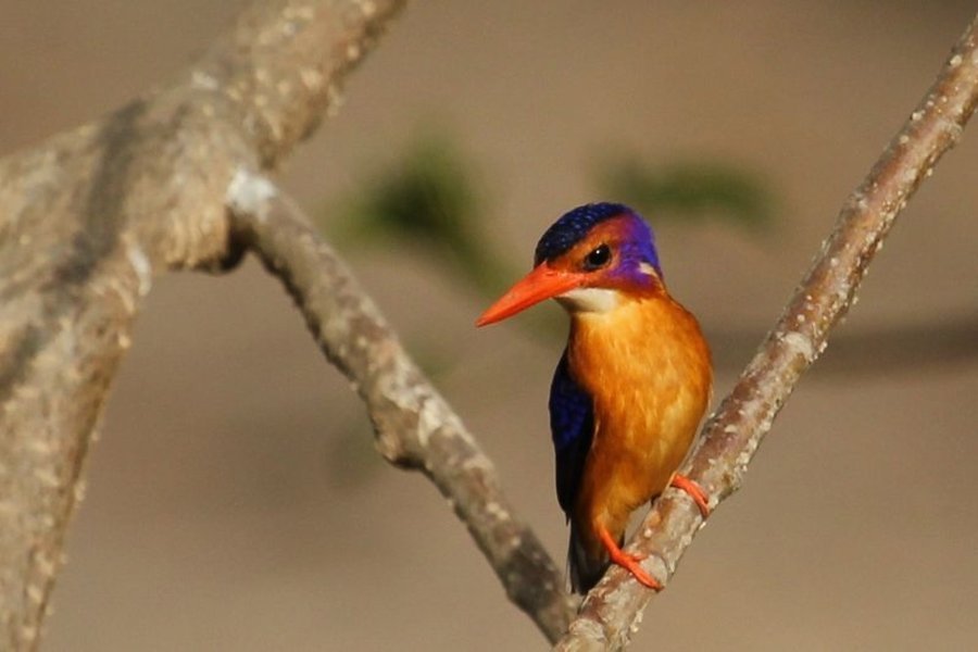 Sortie ornithologique - Dans le delta du Siné Saloum - Sénégal