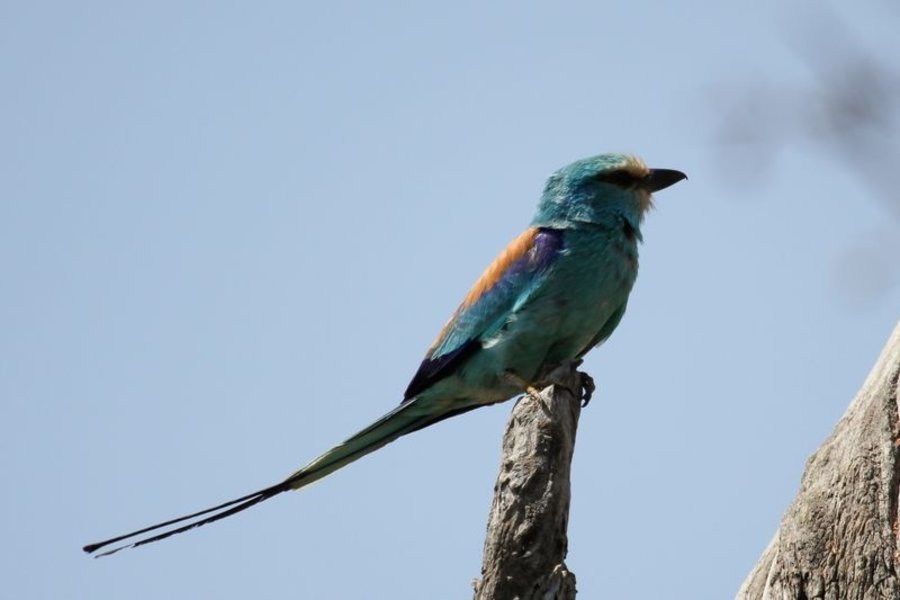 Sortie ornithologique - Dans le delta du Siné Saloum - Sénégal