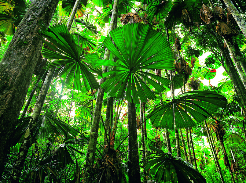 Sous-bois avec palmiers (Licuala sp.), Queensland, Australie. Leur silhouette permet aux palmiers-cuillères de capter un maximum de lumière et de pousser ainsi dans le sous-bois.