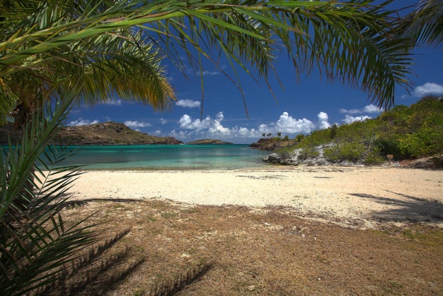 Sous les arbres de Petit Cul-de-Sac - Les plages les plus sauvages de Saint-Barth