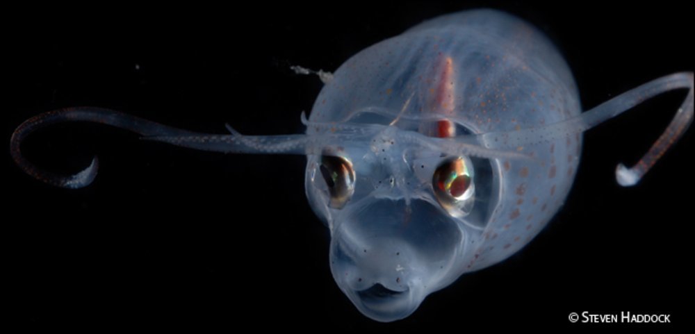 Stop au chalutage profond, espèce marine vivant en profondeur