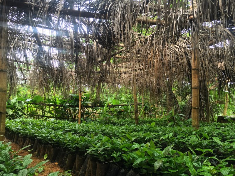 Sur la route du café en Haïti, au coeur de la communauté de Fonds Jean-Noël