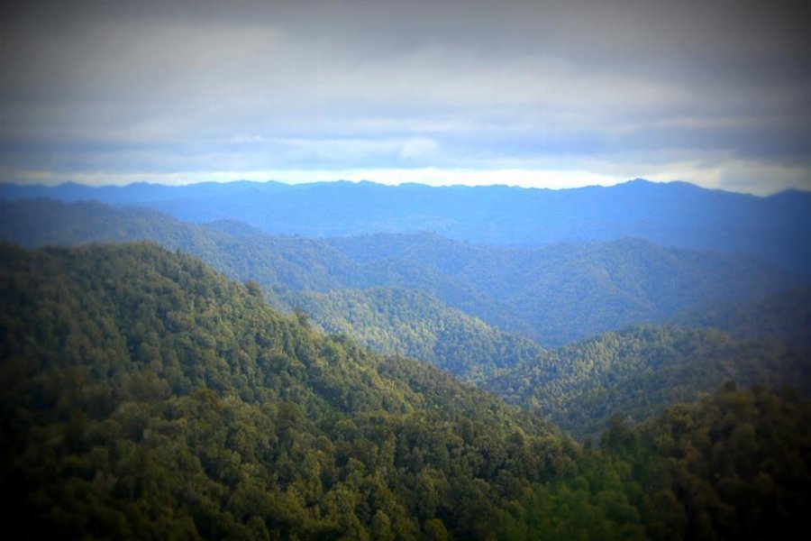 Te Urewera - Nouvelle-Zélande