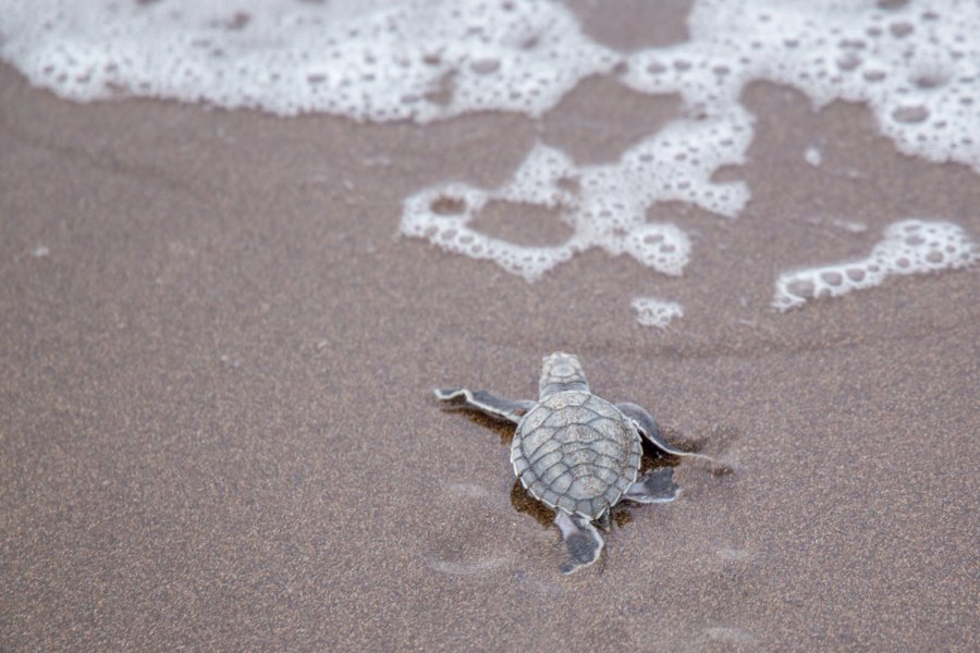 Tortue Tortuguero Costa Rica