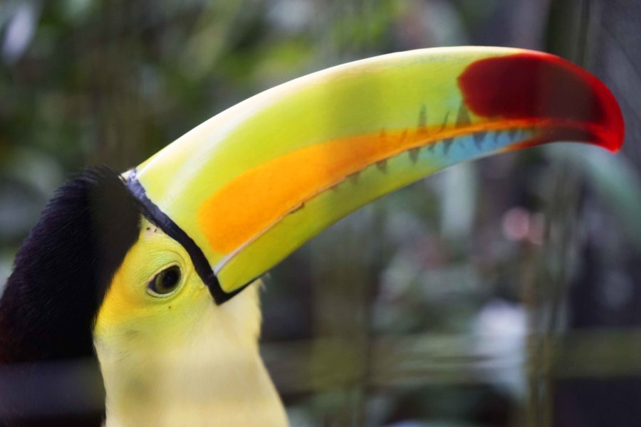 Toucan - Belize