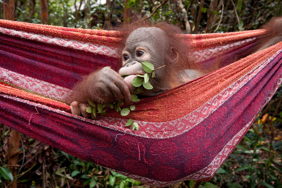 Un bébé orang-outang a besoin de beaucoup d'attention pour survivre