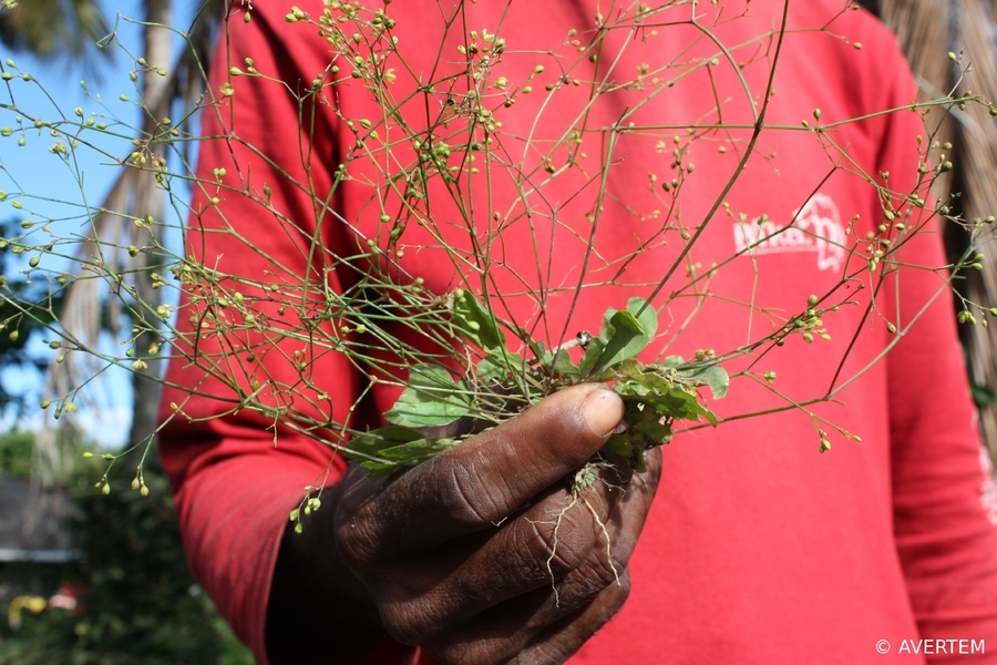 Un villageois tenant une branche d'aferontany, une plante très utilisée à Madagascar