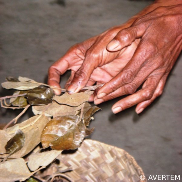 Une guérisseuse sort de son panier des plantes séchées
