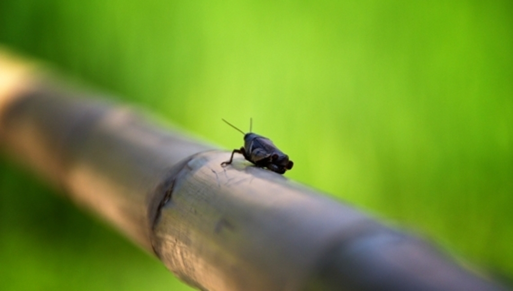 Verdure, insecte, bambou...