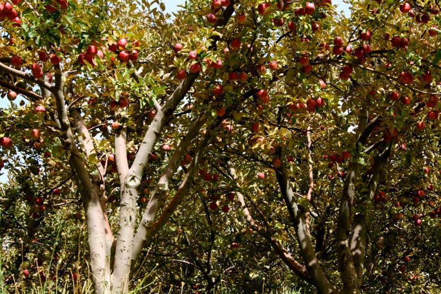 Vergers de pommiers - Au coeur de la Vallée Heureuse des Aït Bougmez avec l'agence Allibert Trekking - Octobre 2012