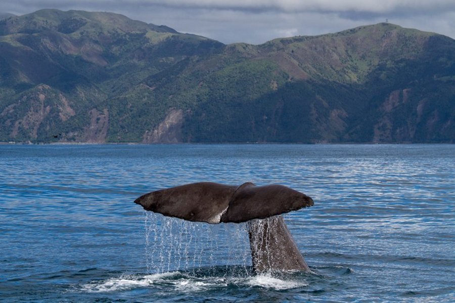 Whale Watch Kaikoura