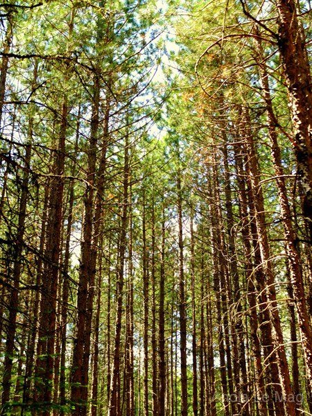 White Pines 2, Falcon Trails Resort, Whiteshell, Manitoba - Canada