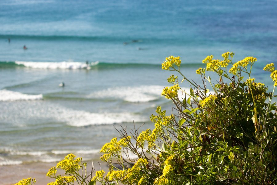 Yoganest Retreats