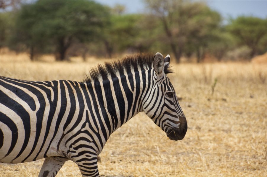Zèbres dans le Tarangire