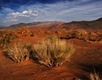 Le Gobi