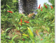 GREEN VIETNAM - Voyage à la ferme