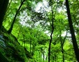 Découvrir : les forêts luxembourgeoises