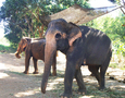 Faune - Elephant Nature Park