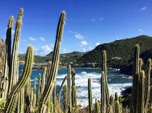 Cactus géants sur le sentier menant à l'anse de Colombier - Saint-Barthelémy
