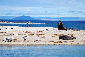 Des paysages dignes des Galapagos - Bahia Bustamante
