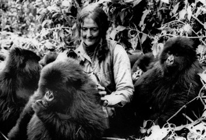 Dian Fossey avec un groupe de gorilles des montagnes en 1982 au Rwanda