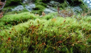 La nature est omniprésente dans le département des Vosges