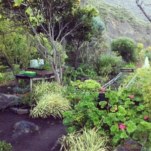 Le jardin potager de Sébastien et Daisy. Fruits et légumes servent à cuisiner les plats que dégusteront les randonneurs. Îlet de Marla, Cirque de Mafate - La Réunion
