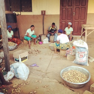Le travail de l'igname - Centre Songhaï - Porto-Novo, Bénin
