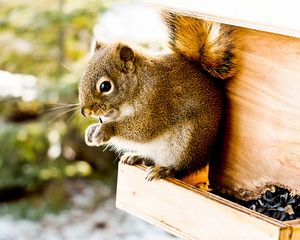 Rongeur - L'hiver au Falcon Trails Resort, Manitoba - Canada