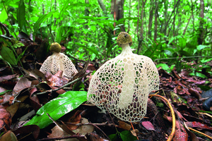Satyres voilés (Phallus indusiatus), Sumatra, Indonésie. Malgré sa robe dentelée et son surnom de « dame voilée », le satyre voilé est un champignon à l’odeur particulièrement désagréable, caractéristique des zones tropicales.