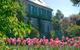 Le temps des tulipes